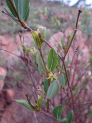 Cryptolepis oblongifolia