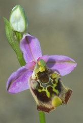 Ophrys fuciflora maxima