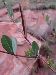 Cryptolepis oblongifolia