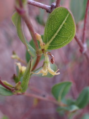 Cryptolepis oblongifolia