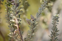 Indigofera brachystachya