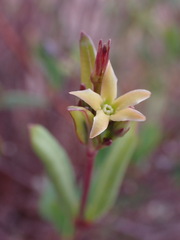 Cryptolepis oblongifolia