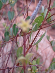 Cryptolepis oblongifolia