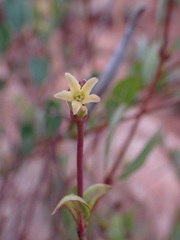 Cryptolepis oblongifolia
