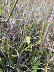 Tofieldia calyculata