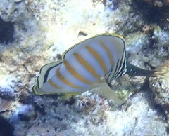 Chaetodon ornatissimus