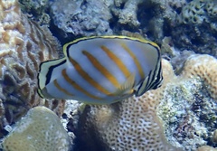 Chaetodon ornatissimus