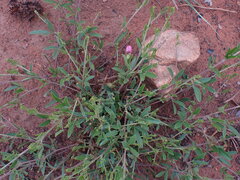 Sphenostylis angustifolia