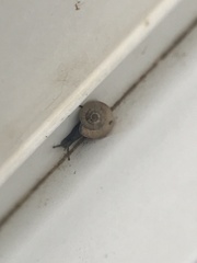 Xeroplexa intersecta