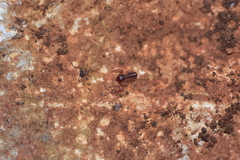 Chthonius ischnocheles