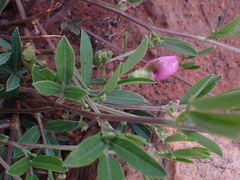 Sphenostylis angustifolia