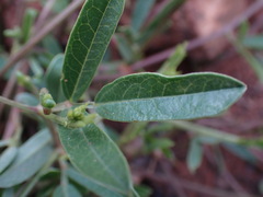 Sphenostylis angustifolia