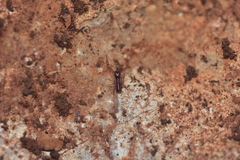 Chthonius ischnocheles