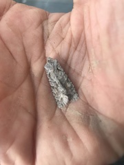 Lithophane ornitopus