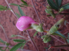 Sphenostylis angustifolia