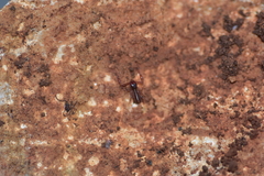 Chthonius ischnocheles