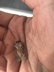 Lithophane ornitopus