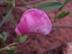 Sphenostylis angustifolia