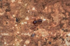 Chthonius ischnocheles