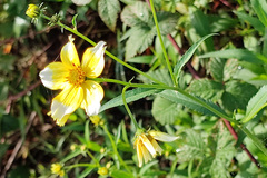 Bidens aurea