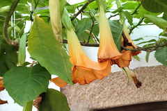 Brugmansia aurea