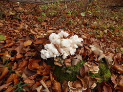 Hericium cirrhatum