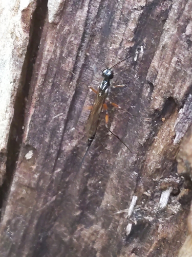 Neoxorides caryae