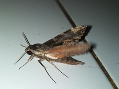 Erinnyis oenotrus