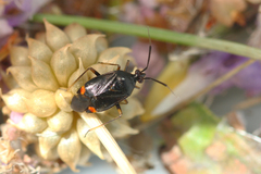 Deraeocoris ruber