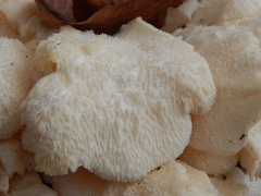 Hericium cirrhatum