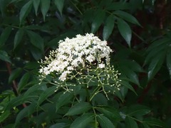Sambucus