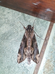 Erinnyis oenotrus