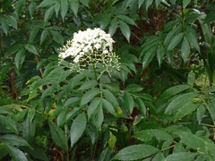 Sambucus