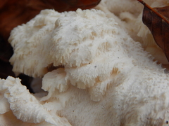 Hericium cirrhatum