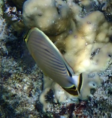 Chaetodon lunulatus
