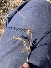 Cyperus schweinitzii