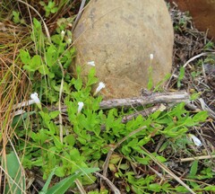 Lindernia parviflora
