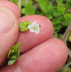 Lindernia parviflora