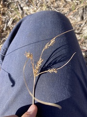 Cyperus schweinitzii