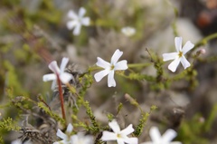 Jamesbrittenia calciphila