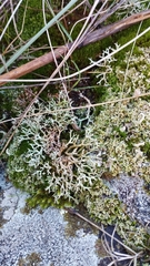 Cladonia rangiformis