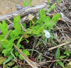 Lindernia parviflora