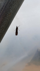 Nomophila noctuella