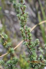 Cliffortia stricta