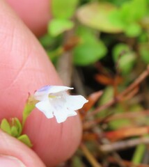 Lindernia parviflora