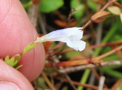 Lindernia parviflora
