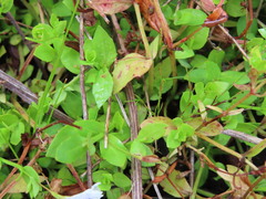 Lindernia parviflora