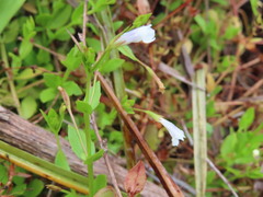 Lindernia parviflora