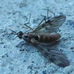 Sylvicola fenestralis