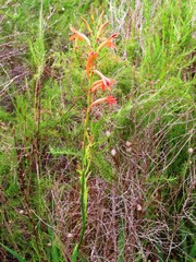 Watsonia angusta